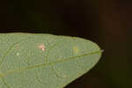 Panicledleaf ticktrefoil